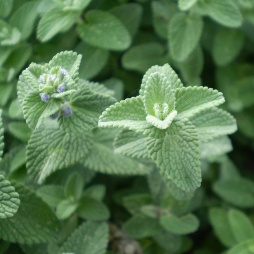 Nepeta faassenii Six Hills Giant - Kattenkruid (Foliage)