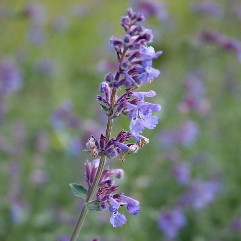 Nepeta faassenii Six Hills Giant - Kattenkruid (Bloei)