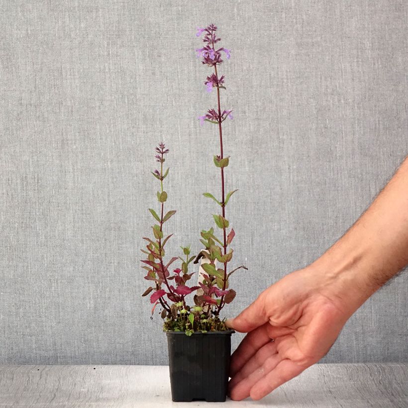 Exemplaar van Nepeta grandiflora Bramdean - Kattenkruid Kweekpotje van 8/9 cm zoals geleverd in de zomer