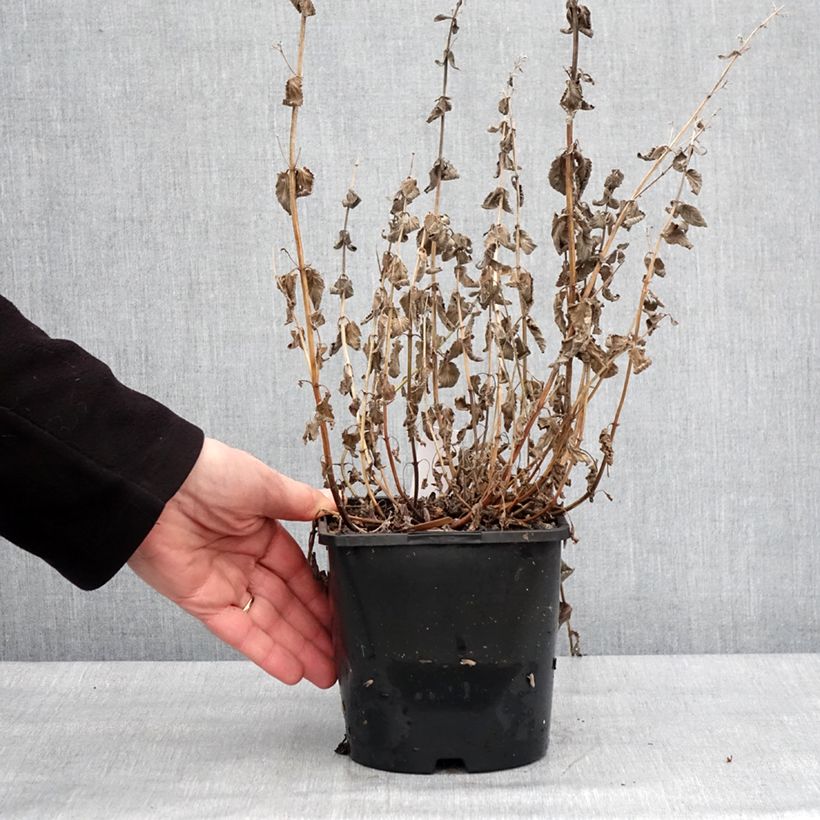 Example of Nepeta grandiflora Summer Magic Pot van 2 l/3 l as you get in hiver