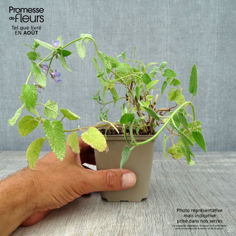 Exemplaar van Nepeta grandiflora Wild Cat - Kattenkruid Kweekpotje van 8/9 cm zoals geleverd in de zomer