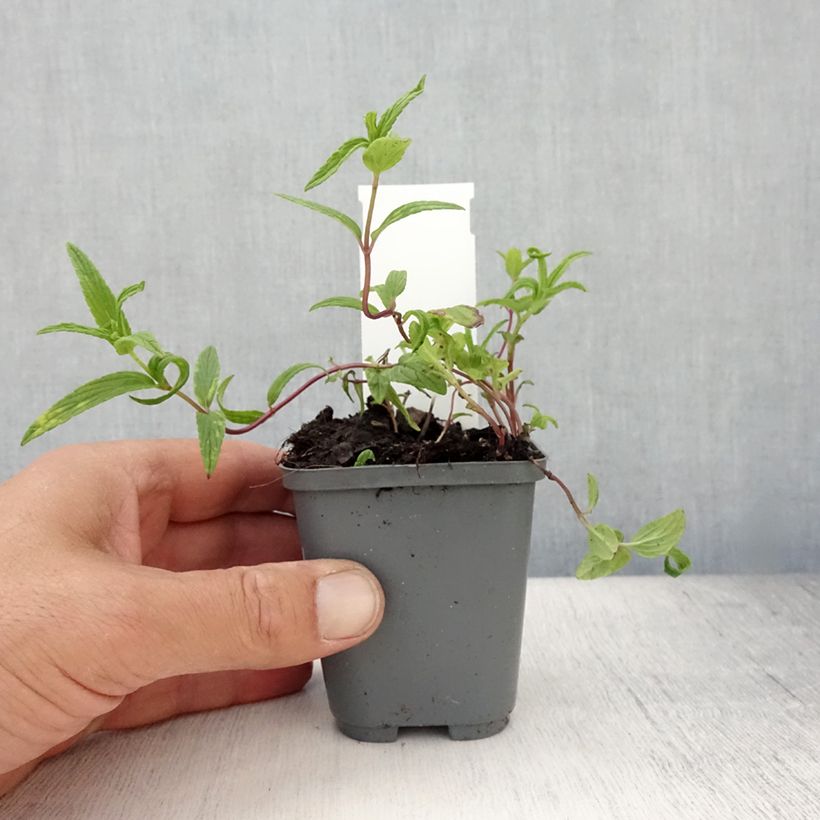 Exemplaar van Nepeta nervosa - Kattenkruid Kweekpotje van 8/9 cm zoals geleverd in de zomer