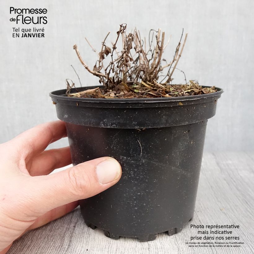 Example of Nepeta nervosa - Chataire nervurée Pot van 2 l/3 l as you get in hiver