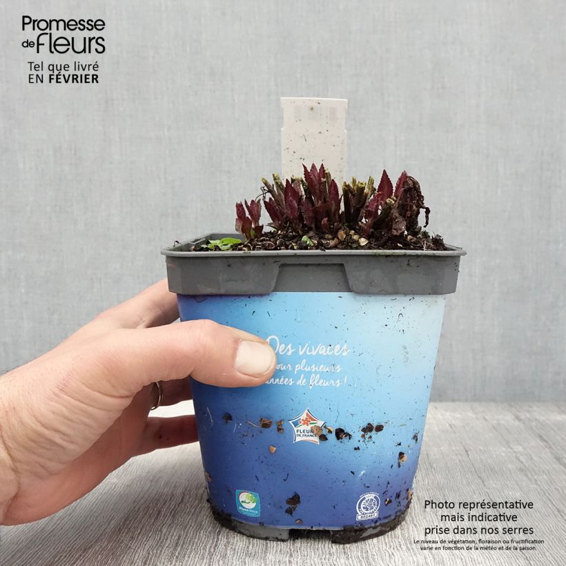 Example of Nepeta nervosa Neptune - Kattenkruid Pot van 1,5 l/2 l as you get in hiver