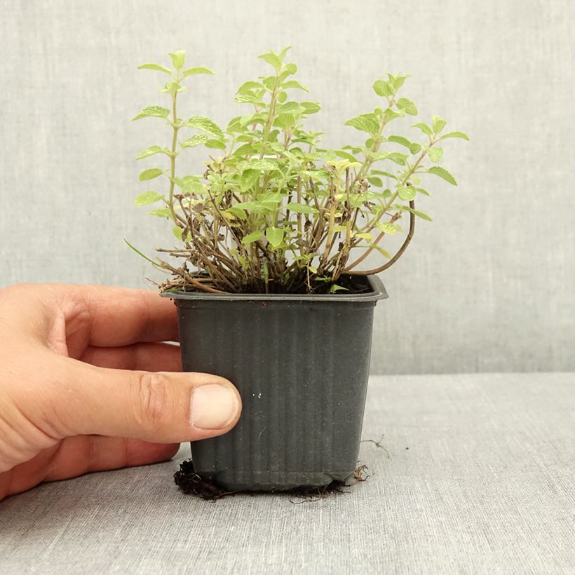 Exemplaar van Nepeta faassenii Nova Blue - Kattenkruid Kweekpotje van 8/9 cm zoals geleverd in de zomer