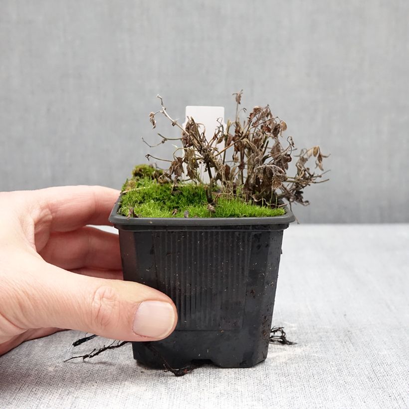 Exemplaar van Nepeta faassenii Nova Blue - Kattenkruid Kweekpotje van 8/9 cm zoals geleverd in de winter