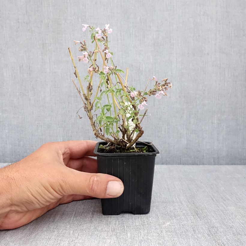 Exemplaar van Nepeta racemosa Amelia - Kattenkruid Kweekpotje van 8/9 cm zoals geleverd in de zomer