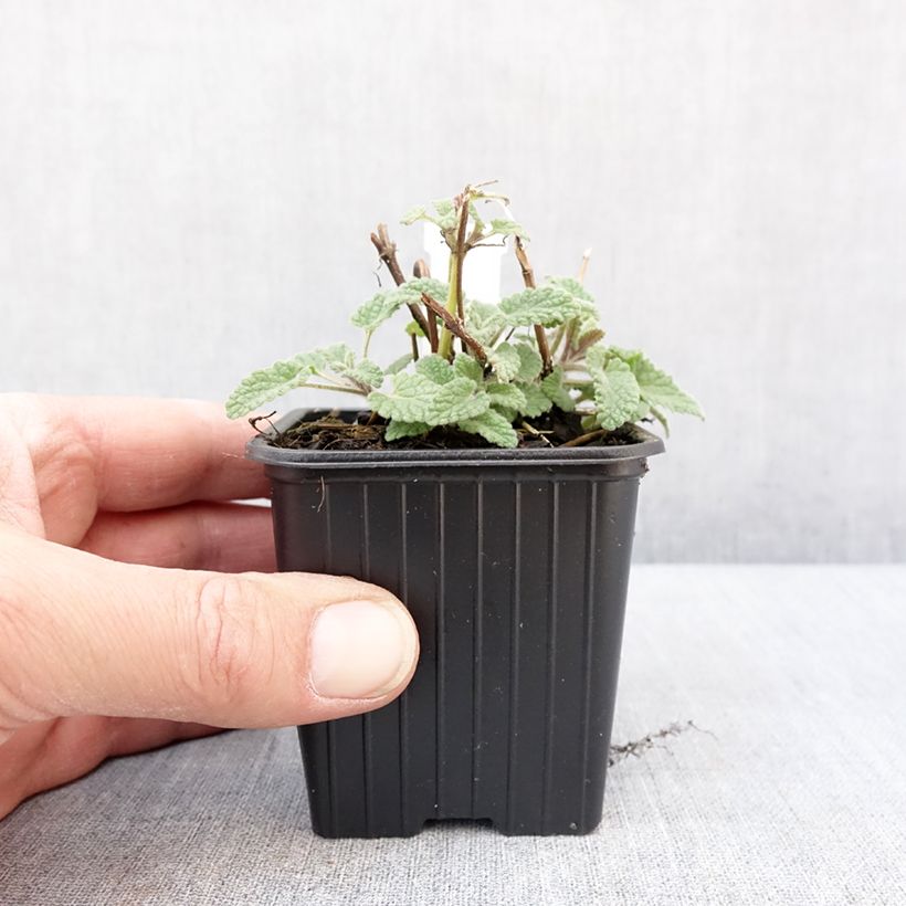 Example of Nepeta racemosa Amelia - Kattenkruid Kweekpotje van 8/9 cm as you get in hiver