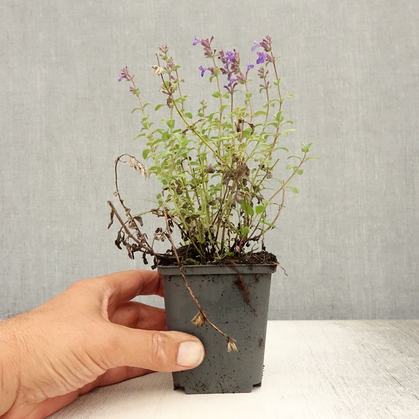 Exemplaar van Nepeta racemosa Grog - Kattenkruid Kweekpotje van 8/9 cm zoals geleverd in de zomer