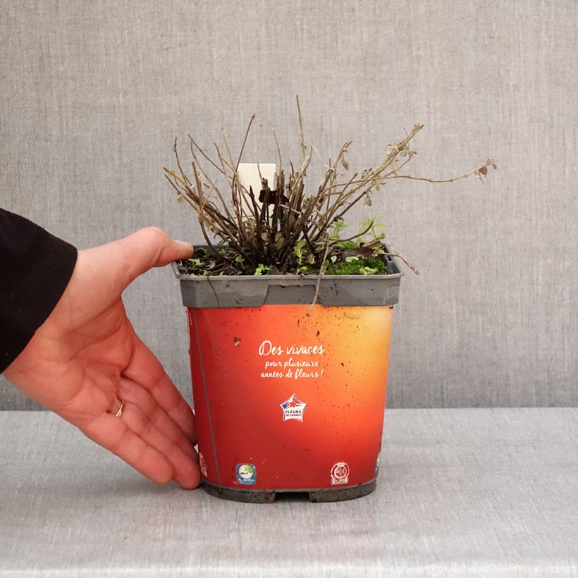 Example of Nepeta racemosa Snowflake - Chataire à fleurs blanches Pot van 2 l/3 l as you get in hiver