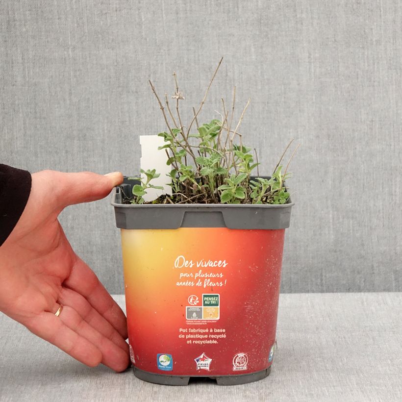 Exemplaar van Nepeta racemosa Snowflake - Kattenkruid Pot van 2 l/3 l zoals geleverd in de lente