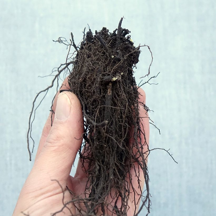 Example of Nepeta racemosa Snowflake - Chataire à fleurs blanches Naakte wortel as you get in hiver