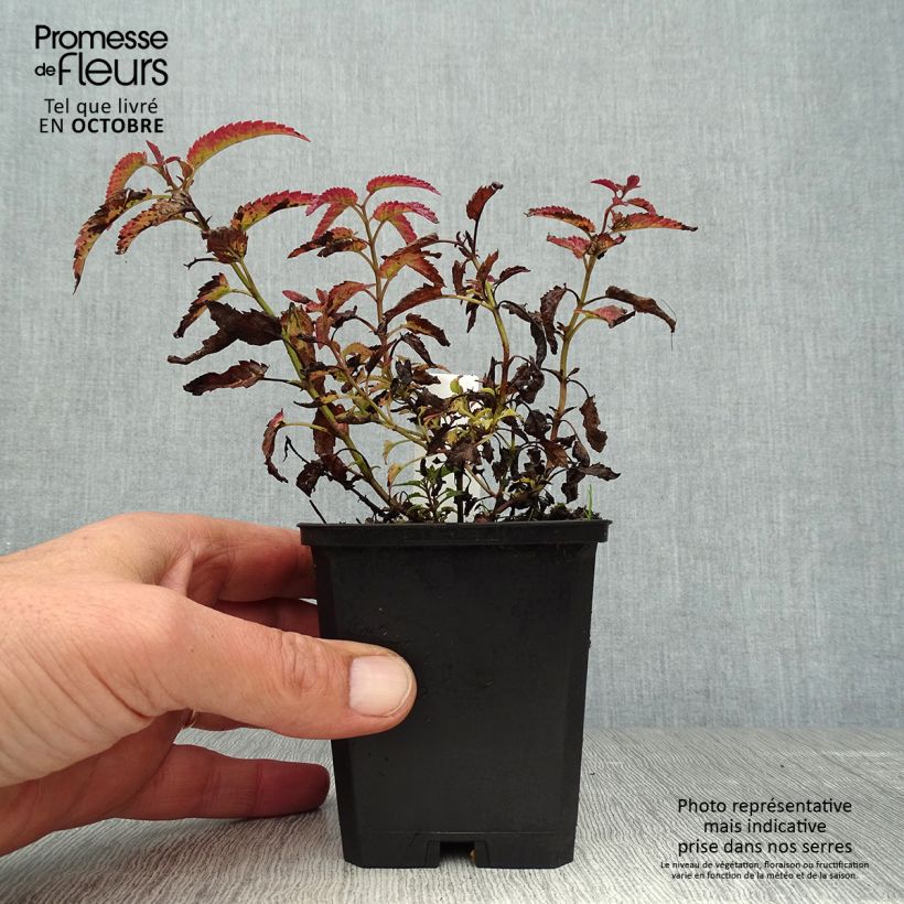 Exemplaar van Nepeta sibirica Souvenir d Andre Chaudron - Siberisch kattenkruid Kweekpotje van 8/9 cm zoals geleverd in de herfst