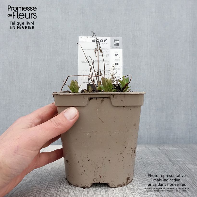 Exemplaar van Nepeta subsessilis Blue Panther - Kattenkruid Pot van 2 l/3 l zoals geleverd in de winter