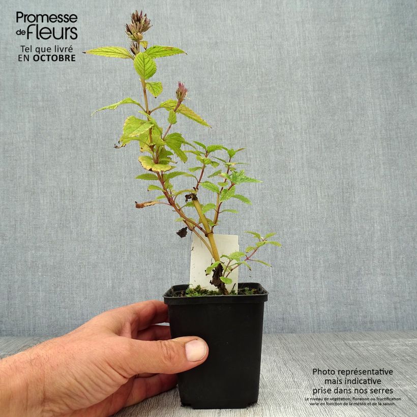 Exemplaar van Nepeta subsessilis Sweet Dreams - Kattenkruid Kweekpotje van 8/9 cm zoals geleverd in de herfst