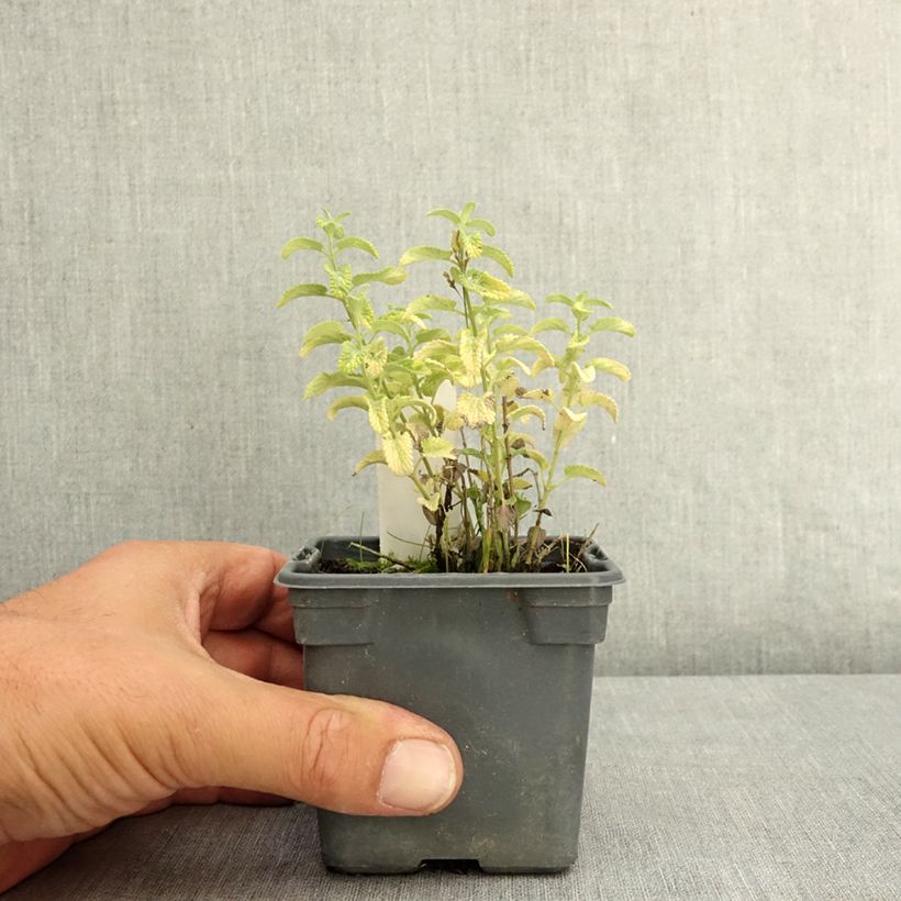 Exemplaar van Nepeta faassenii Alba - Kattenkruid Kweekpotje van 8/9 cm zoals geleverd in de zomer