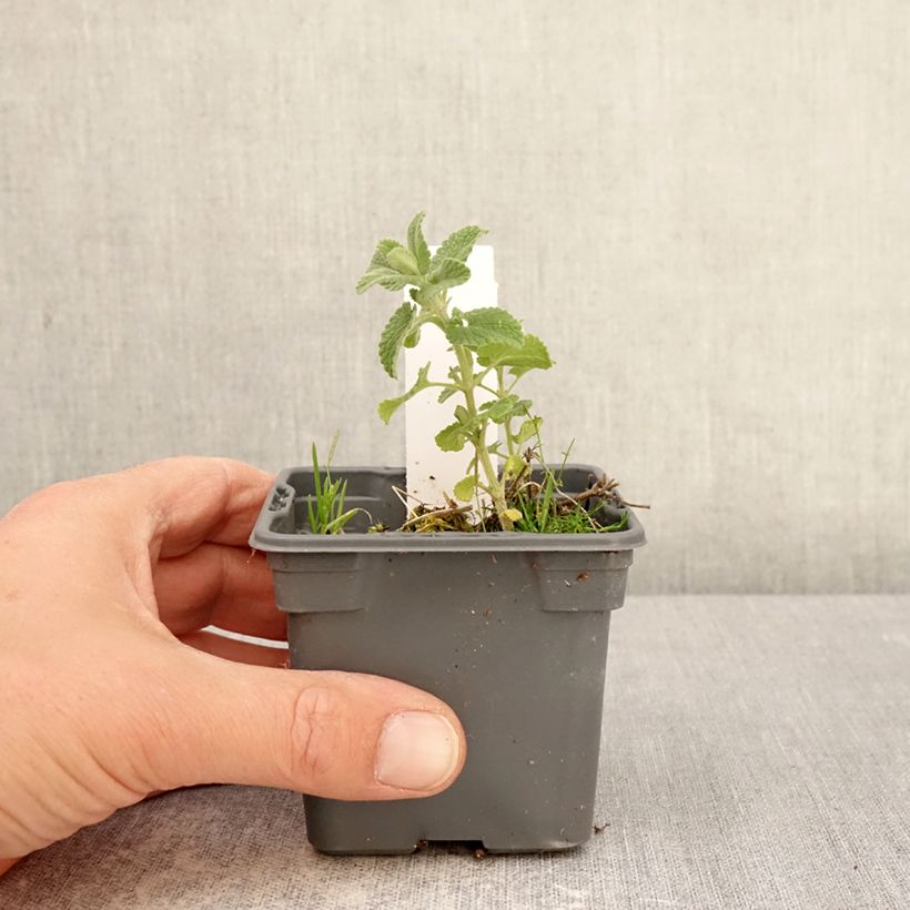 Exemplaar van Nepeta faassenii Alba - Kattenkruid Kweekpotje van 8/9 cm zoals geleverd in de lente