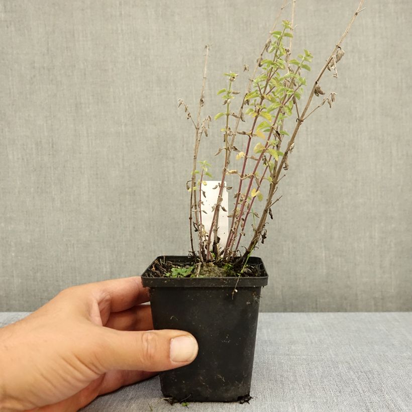 Exemplaar van Nepeta Dropmore - Kattenkruid Kweekpotje van 8/9 cm zoals geleverd in de zomer