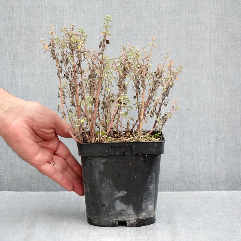 Exemplaar van Nepeta Dropmore - Kattenkruid Pot van 2 l/3 l zoals geleverd in de herfst