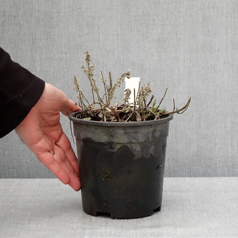 Example of Nepeta x faassenii Dropmore Pot van 2 l/3 l as you get in hiver