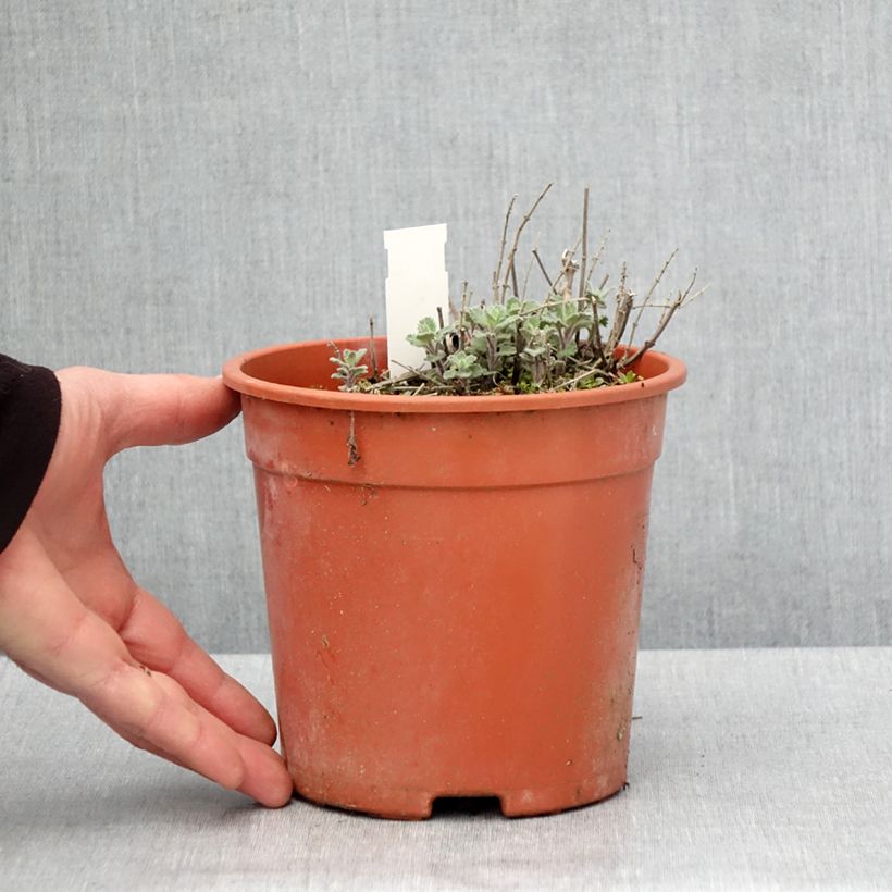 Exemplaar van Nepeta Dropmore - Kattenkruid Pot van 2 l/3 l zoals geleverd in de lente