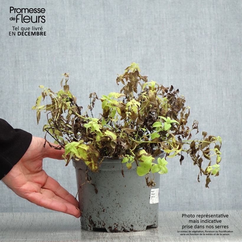 Example of Nepeta x faassenii Limelight Pot van 2 l/3 l as you get in hiver