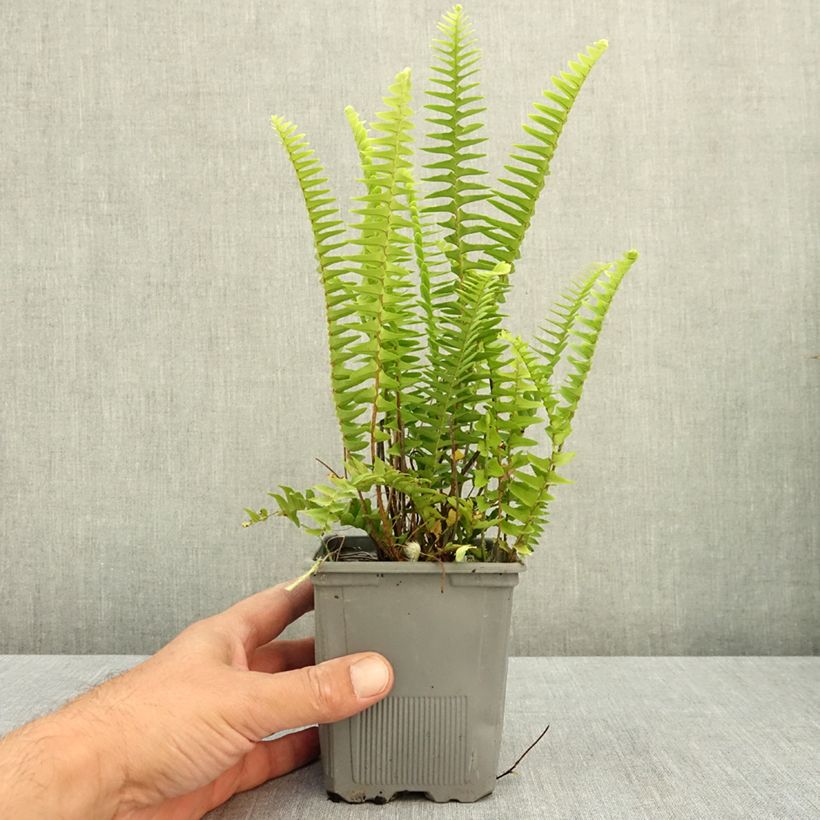 Exemplaar van Nephrolepis cordifolia Artic Jungle - Krulvaren Kweekpotje van 8/9 cm zoals geleverd in de zomer