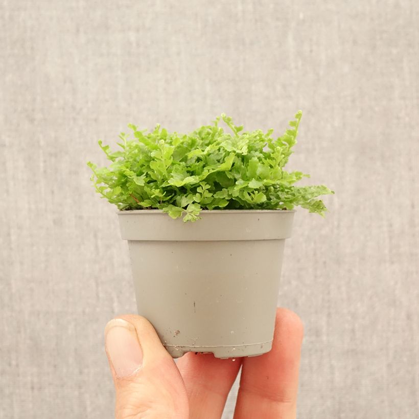 Exemplaar van Nephrolepis exaltata Fluffy Ruffle - Bostonvaren Mini-kamerplanten zoals geleverd in de lente