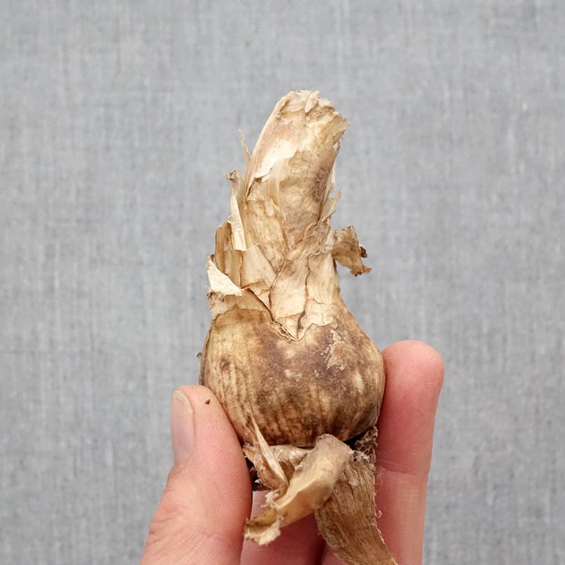 Example of Nerine bowdenii Amandi - Lis de Guernesey Bol Kaliber/Größe 12+ as you get in printemps