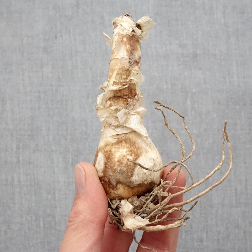 Example of Nerine bowdenii Bianca Perla - Lis de Guernesey Bol Kaliber/Größe 12+ as you get in printemps