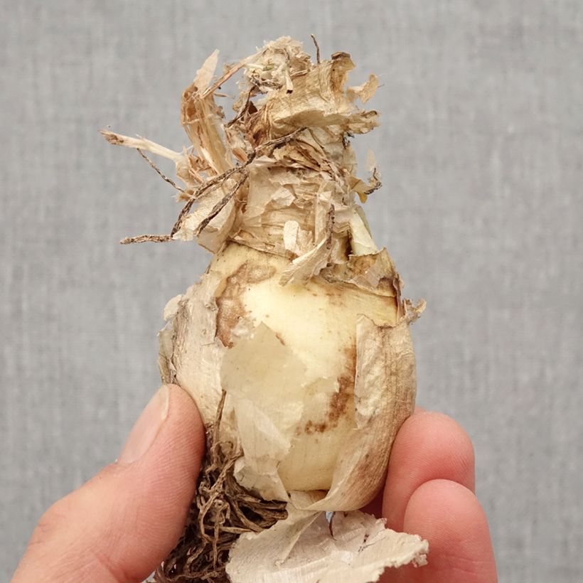 Example of Nerine bowdenii Bionce - Lis de Guernesey Bol Kaliber/Größe 12/14 as you get in printemps