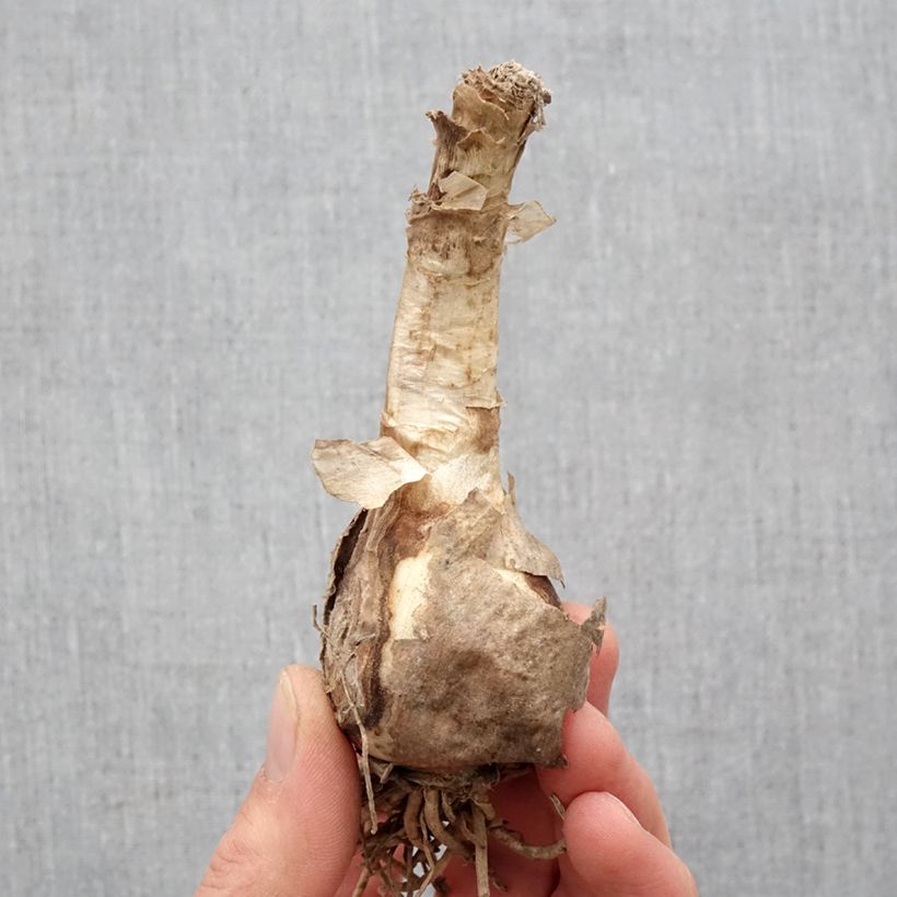 Example of Nerine bowdenii Favourite - Lis de Guernesey Bol Kaliber/Größe 12+ as you get in printemps