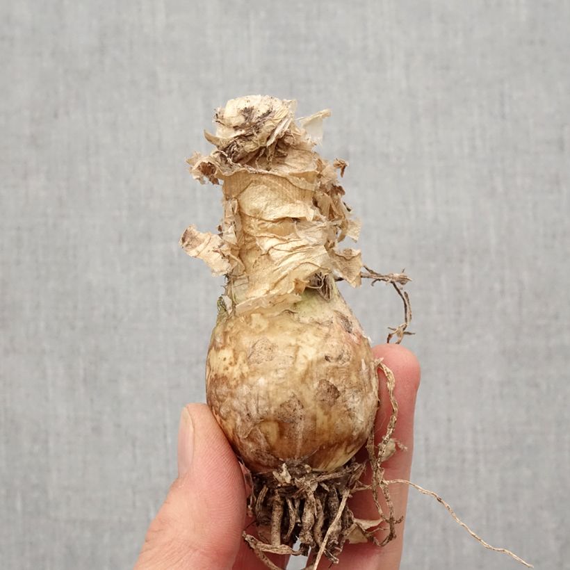 Example of Nerine bowdenii Like a Virgin - Lis de Guernesey Bol Kaliber/Größe 12+ as you get in printemps