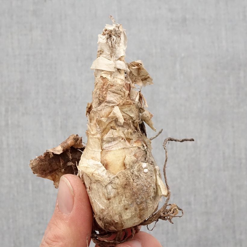 Example of Nerine bowdenii Ostara K - Lis de Guernesey Bol Kaliber/Größe 12+ as you get in printemps