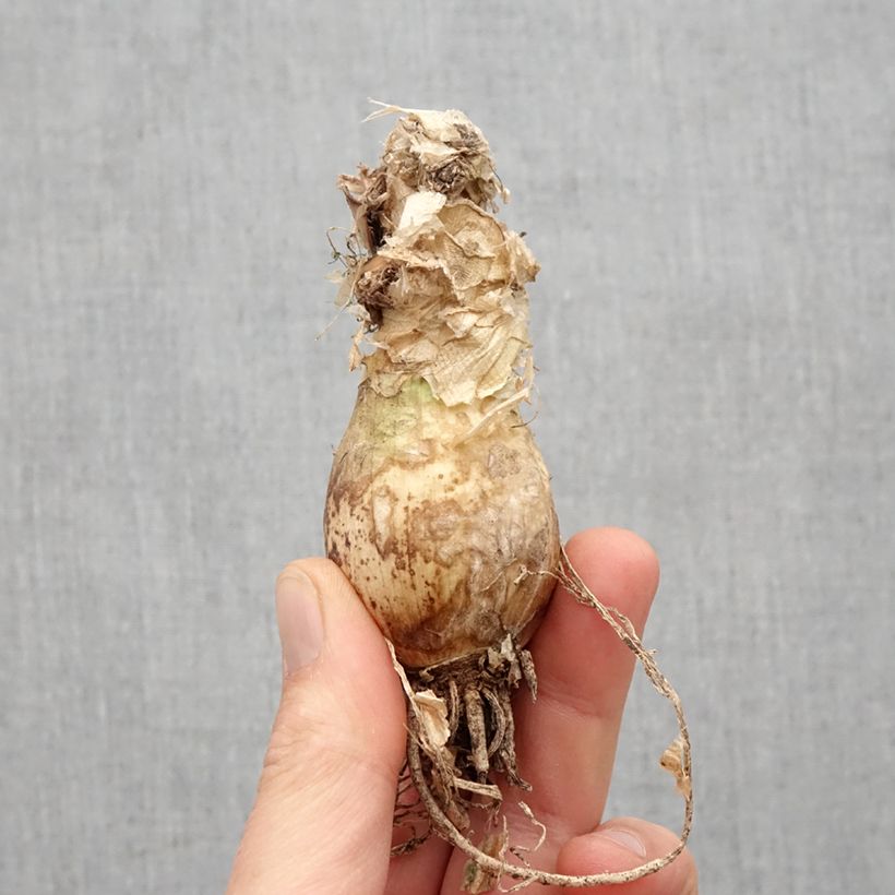 Example of Nerine bowdenii Vesta K - Lis de Guernesey Bol size 12+ as you get in printemps