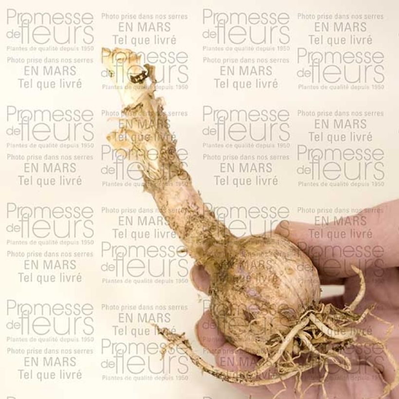 Voorbeeld van een exemplaar van Nerine sarniensis var corusca Bulbe calibre 12+ zoals geleverd