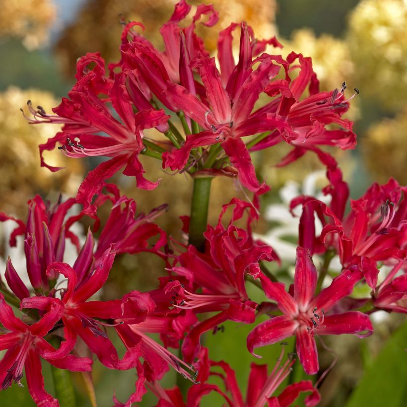 Nerine elegance Pearls of Cherry - Kliplelie (Flowering)