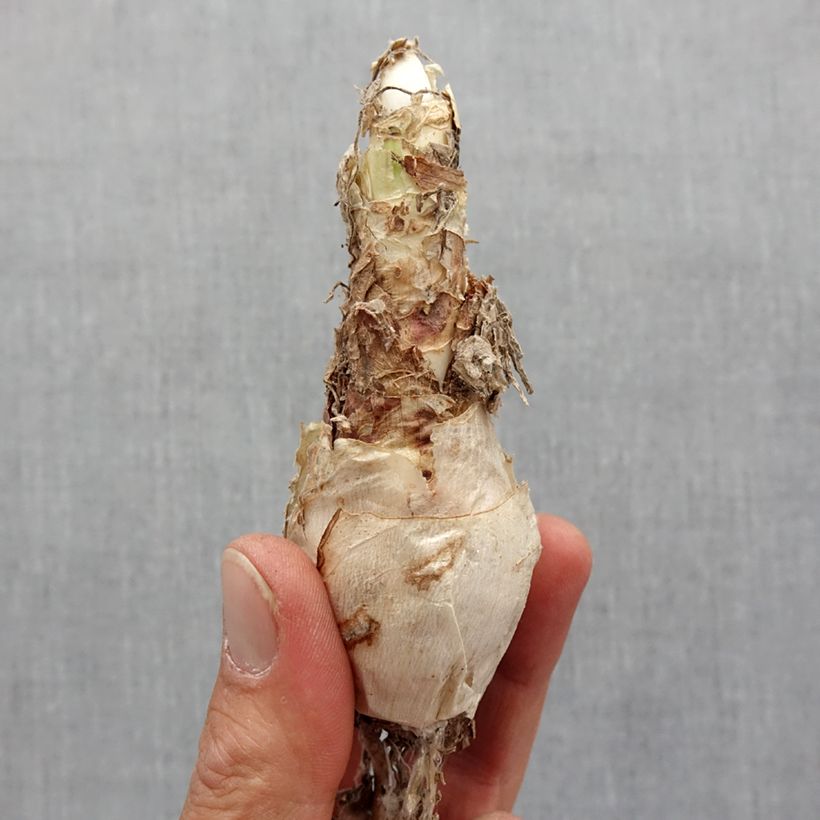 Example of Nerine elegance Pearls of Cherry Bol size 12+ as you get in printemps