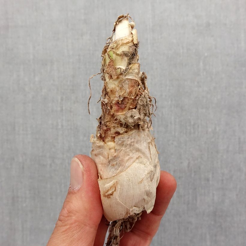 Exemplaar van Nerine flexuosa Roze - Kliplelie Bol kaliber 12+ zoals geleverd in de lente