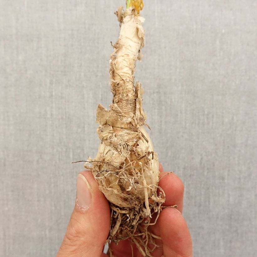 Exemplaar van Nerine flexuosa Wit - Kliplelie Bol kaliber 13+ zoals geleverd in de lente