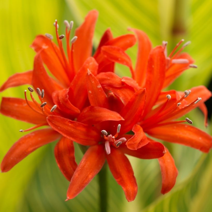 Nerine sarniensis Corusca - Kliplelie (Bloei)