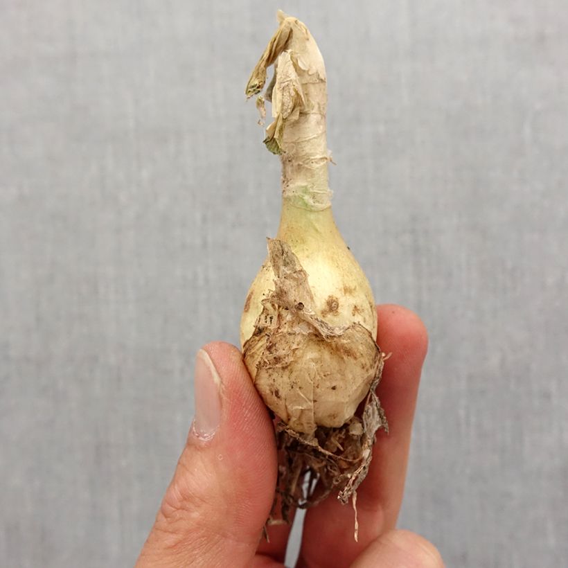 Example of Nerine undulata - Nérine ondulée Bol size 12+ as you get in printemps