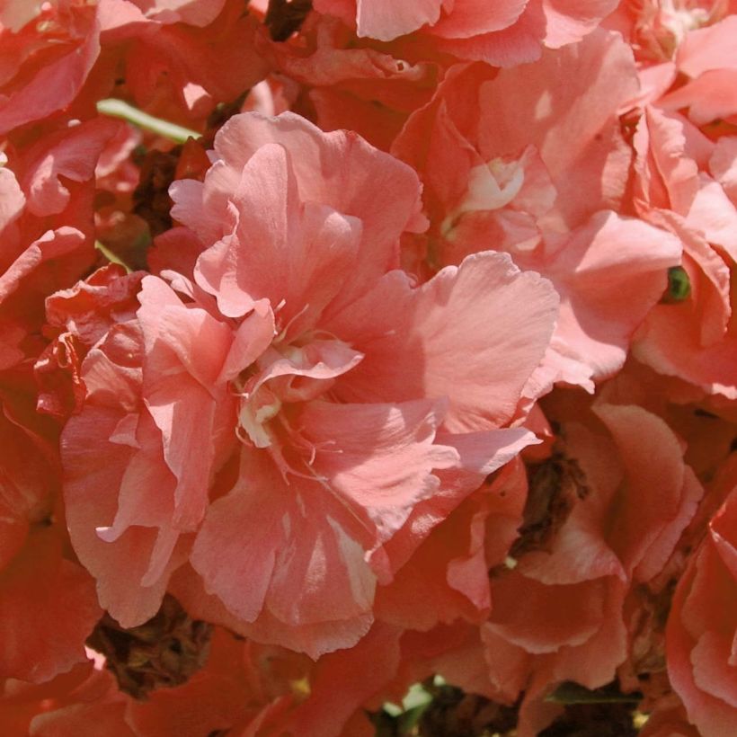 Nerium oleander Roze Zalm Dubbel - Oleander (Flowering)