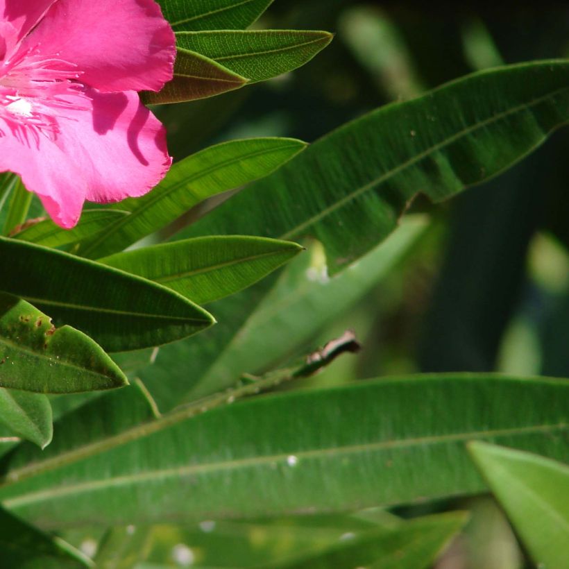 Nerium oleander Rood Simple - Oleander (Foliage)