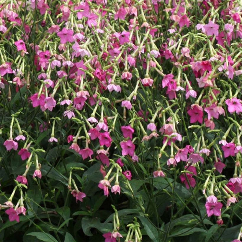 Nicotiana alata Vedado Rose Pink - Siertabak (Flowering)
