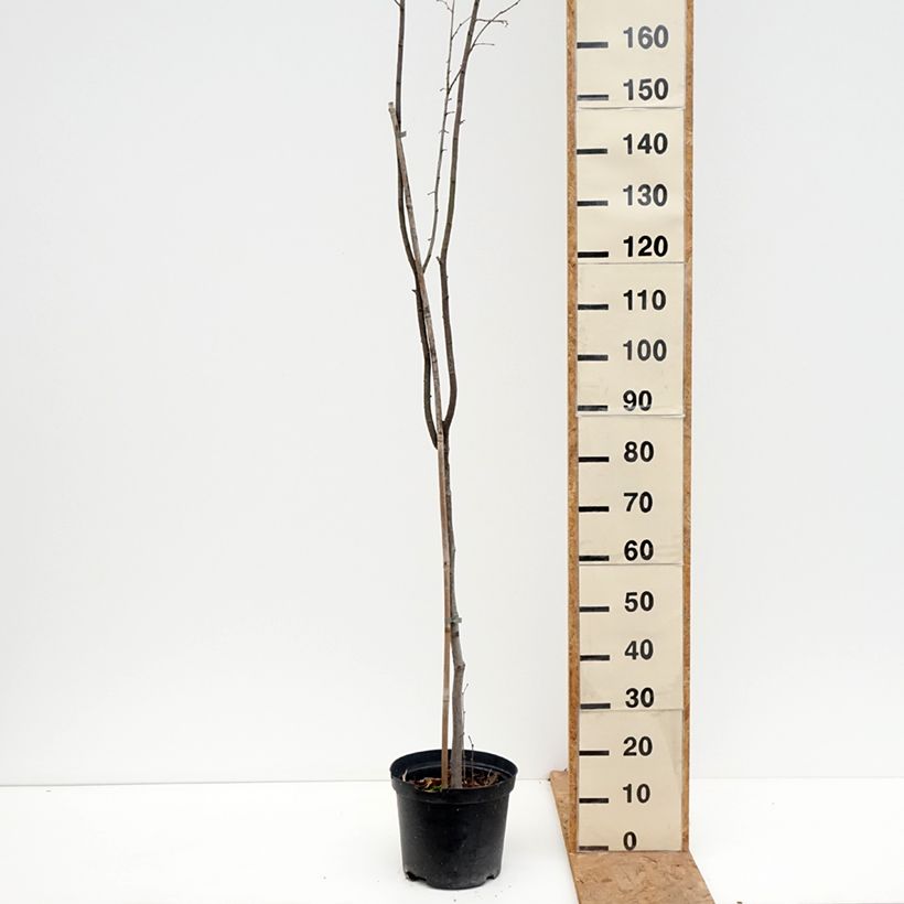 Example of Noisetier Anny's Red Dwarf - Corylus avellana Pot van 7,5 l/10 l as you get in automne