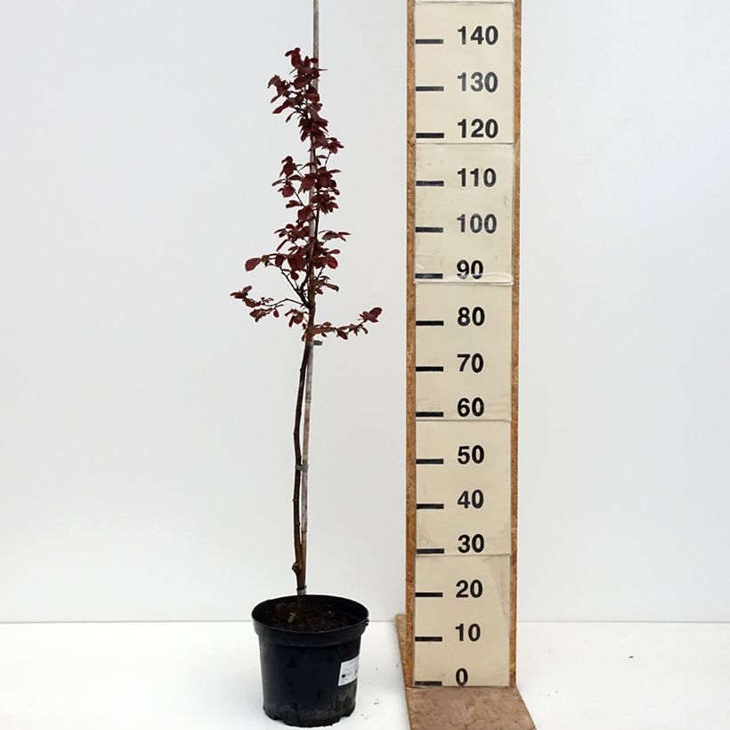 Exemplaar van Corylus avellana Annys Red Dwarf - Hazelaar Pot van 7,5 l/10 l, Stengel zoals geleverd in de lente
