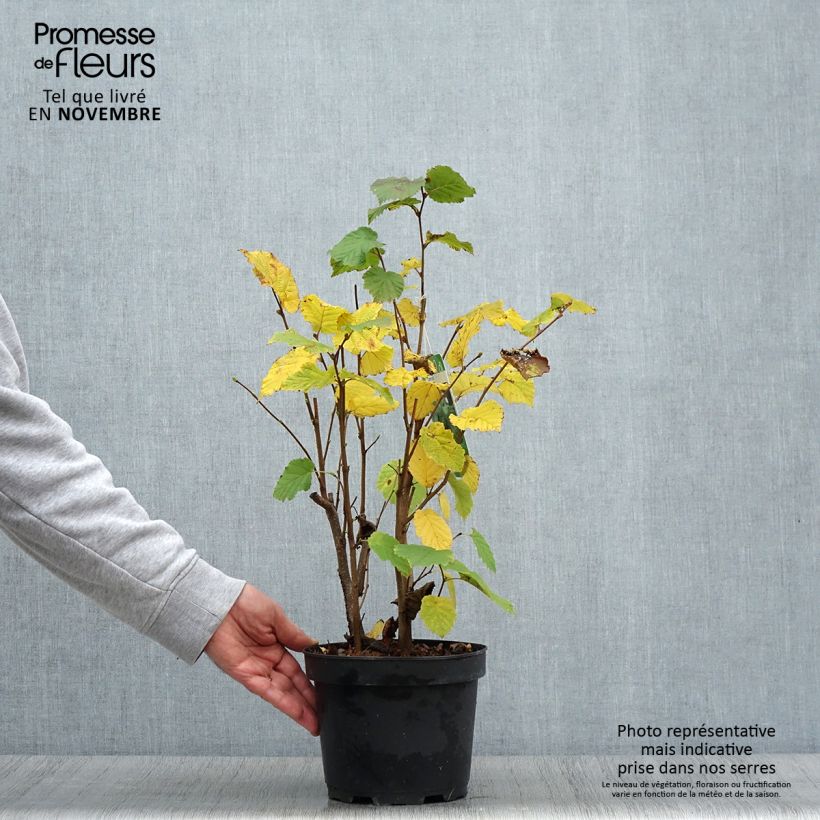 Exemplaar van Corylus avellana blote wortel - Hazelaar Pot van 2 l/3 l zoals geleverd in de herfst