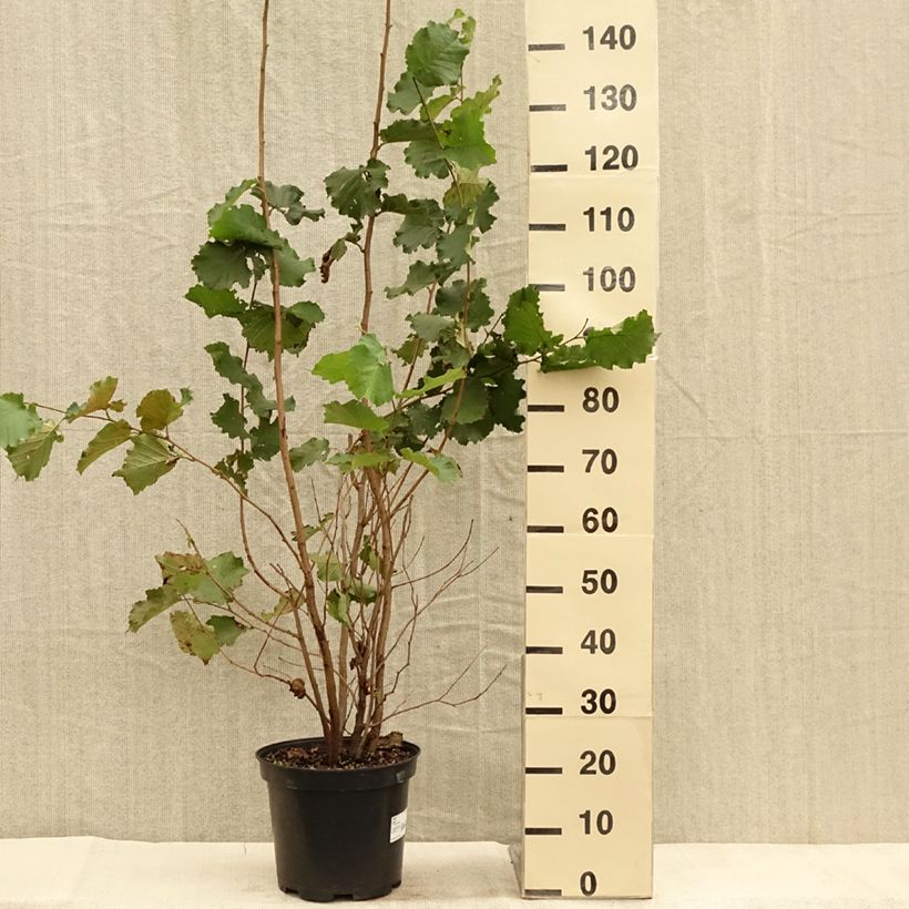 Exemplaar van Corylus avellana blote wortel - Hazelaar Pot van 7,5 l/10 l zoals geleverd in de herfst