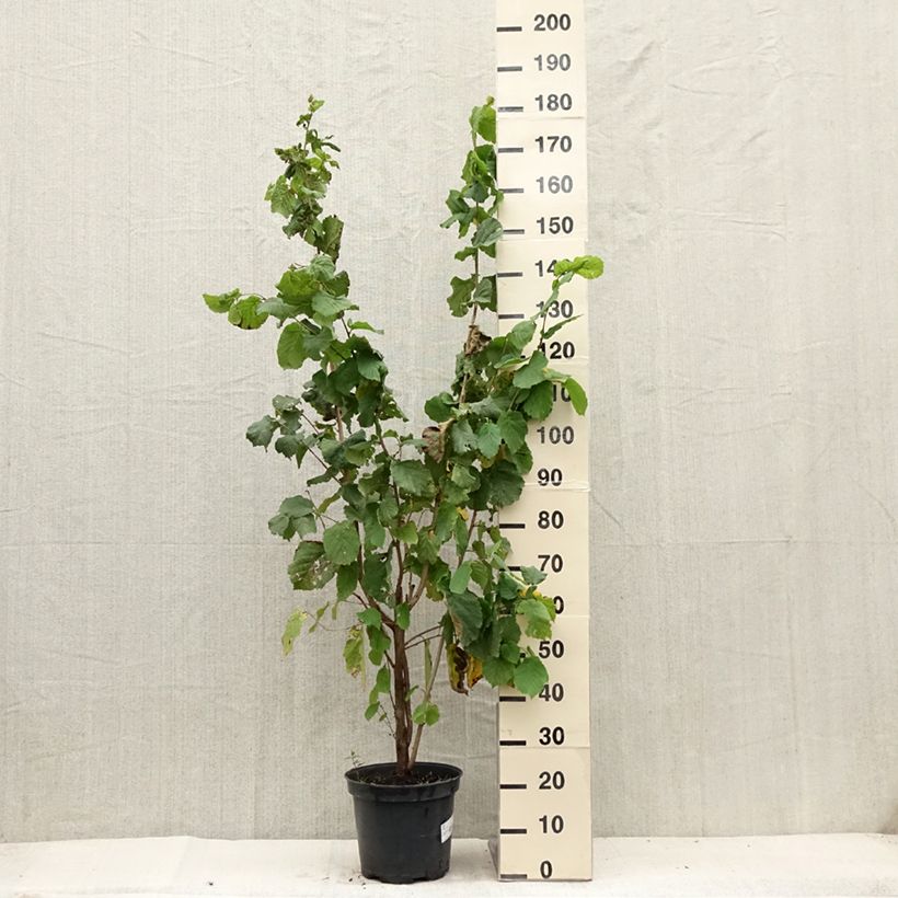 Exemplaar van Corylus avellana blote wortel - Hazelaar Pot van 7,5 l/10 l zoals geleverd in de zomer